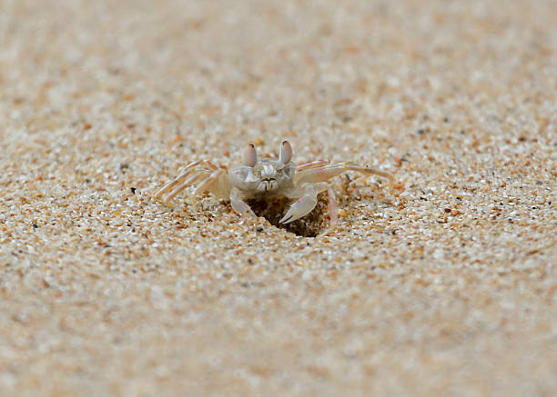 istock A crab is standing on the sand 2221258481
