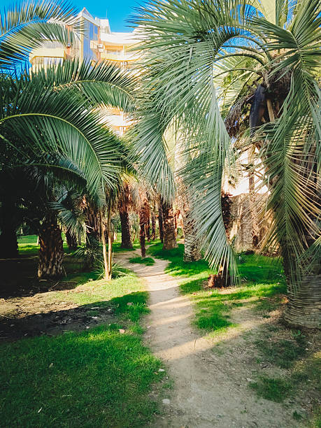 istock Promenade path in Sochi park surrounded by date palms. 2221258588