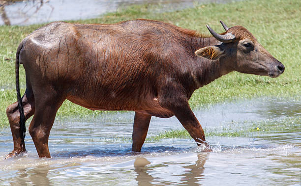 istock A brown cow is walking through a muddy field 2221258921