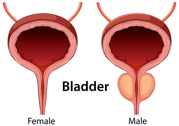istock Male and Female Bladder Anatomy Illustration 2221259623