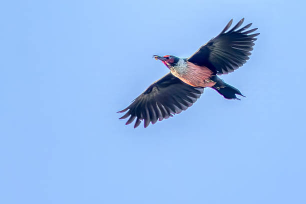 istock Lewis's woodpecker flying, Coquitlam, BC, Canada 2221259853