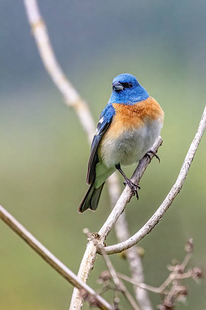 istock Lazuli Bunting perched on a bush branch 2221260034