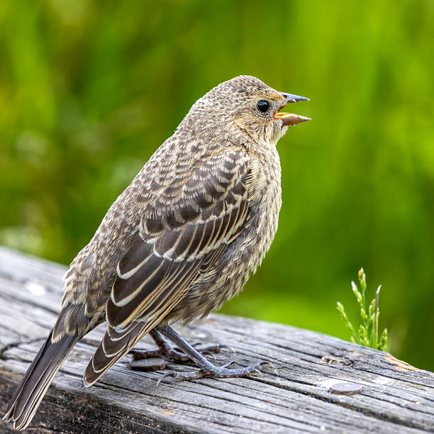 istock Female Brown-headed Cowbird, Burnaby, BC, Canada 2221260051