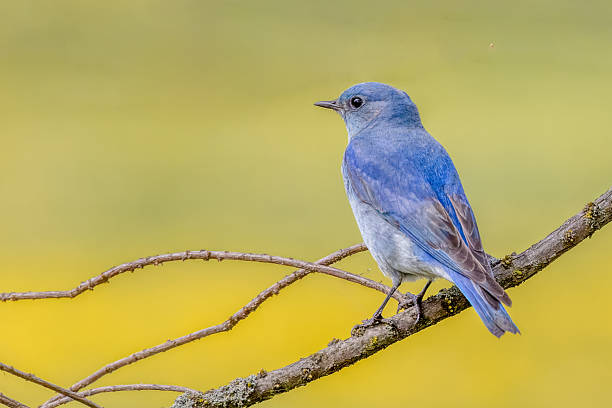istock mountain bluebird, Vancouver, BC, Canada 2221260267