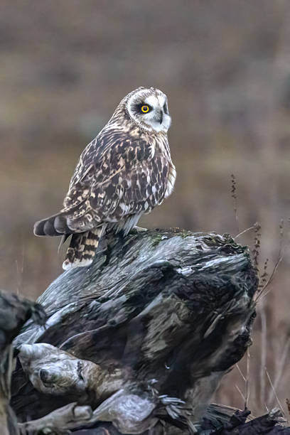 istock short-eared owl perching on a dead tree, British Columbia, Canada 2221260282