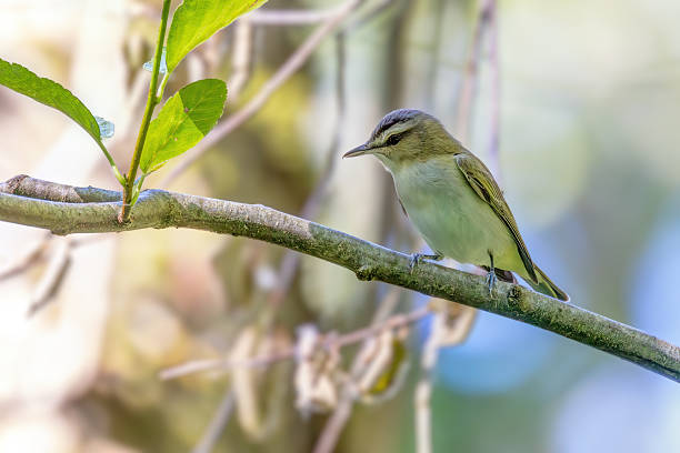 istock Red-eyed Vireo perched on a tree branch 2221260588