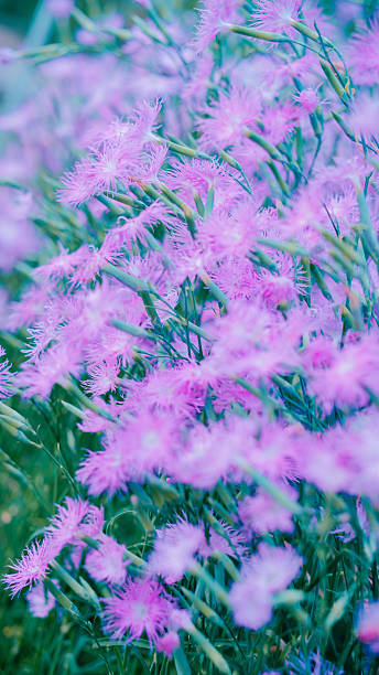 istock Purple-flowered plants 2221260796