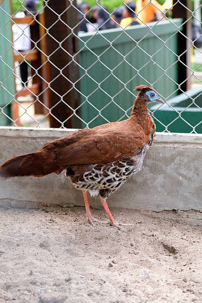 istock The Bornean crested fireback or Lophura ignita is a medium-sized forest pheasant from Borneo and the Bangka Belitung Islands, Indonesia. 2221260905