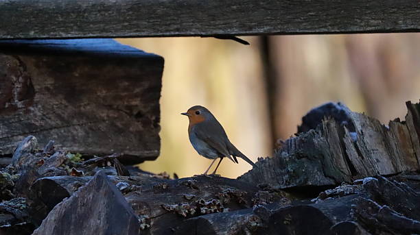 istock European robin on firewood logs 2221262171