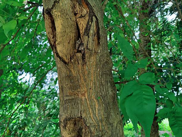 istock Beautiful various  tropical green tree, branches of various trees against the blue sky. 2221262191