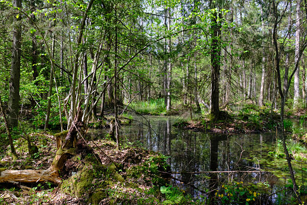 istock Springtime alder-bog sunny forest with standing water 2221262309
