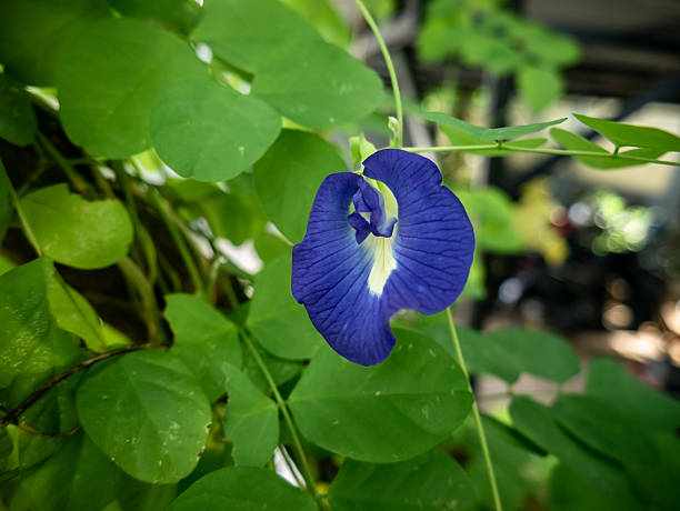istock butterfly pea flower with beautiful bright blue petals 2221264404