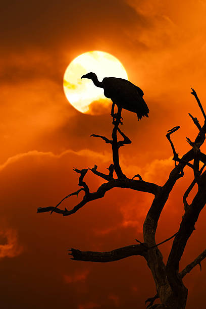 A vulture perches on a bare tree branch at sunset, silhouetted against a glowing orange sky.