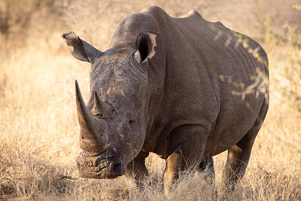 istock Rhinoceros standing in dry grassland 2221267954