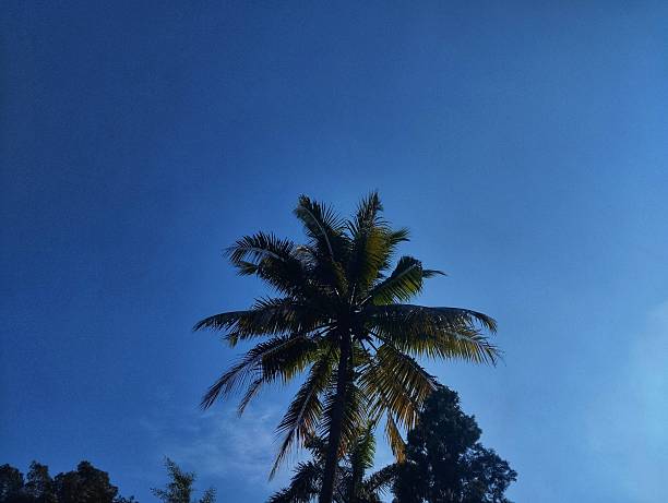 Silhouette of coconut tree from below