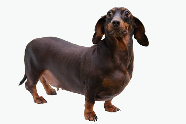 Brown dachshund dog standing, perfect for pet-themed designs, animal lovers, blog posts, or pet product ads. Cute and fun.