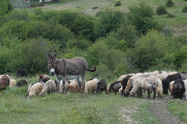 istock Donkey guards sheep flock grazing in grassy meadow with lush green backdrop, ensuring their safety and keeping watch over the herd. 2221271004