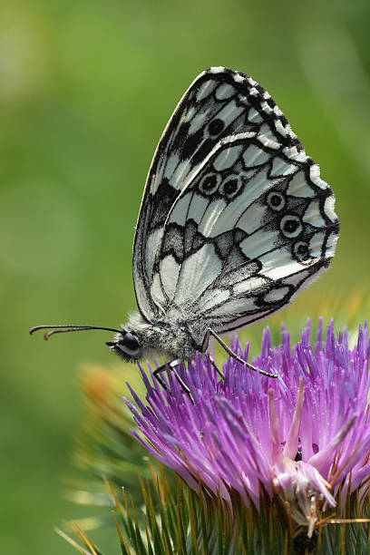 Natural closeup on a bright fresh marbled white butterfly, Melanargia galathea on a pink thistle flower with closed wings