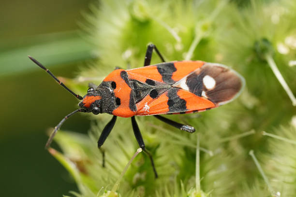 istock Closeup on a beautiful red plant parasite bug, Lygaeus equestris 2221271123