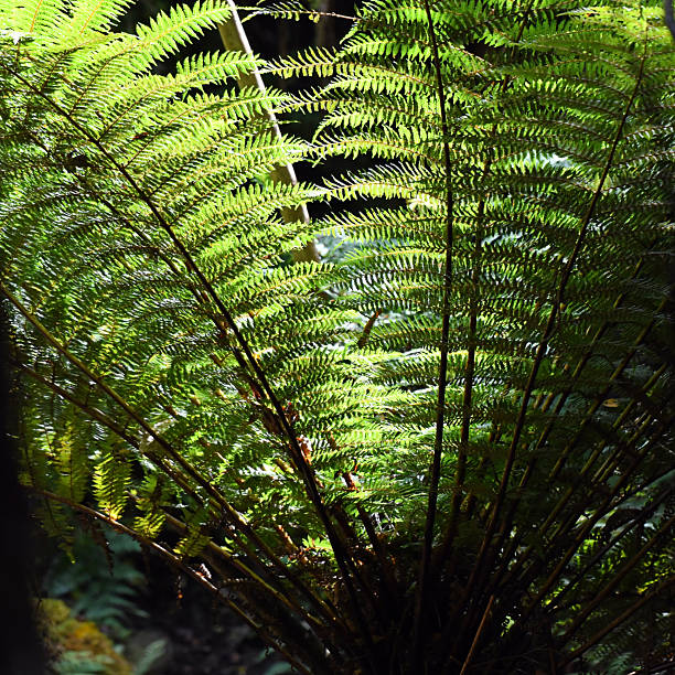 istock Ferns have complex but photogenic leaves 2221272535