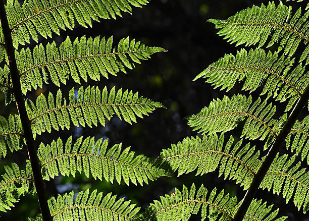 istock Ferns have complex but photogenic leaves 2221272536