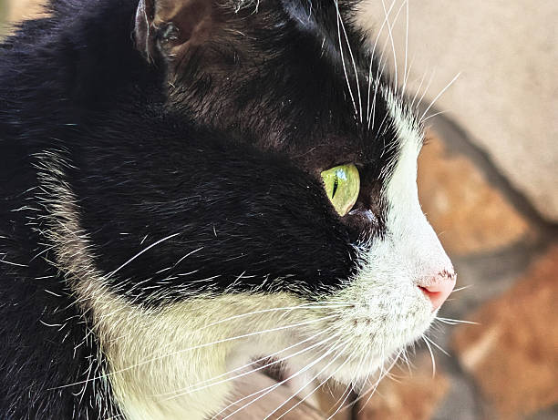 A close-up profile view shows a black and white cat with vivid green eyes and prominent white whiskers. The feline's distinctive markings include a white chest and muzzle contrasting beautifully with its dark fur and bright emerald-colored eyes.