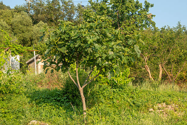 Fig Tree in Dinaric Alps, Montenegro