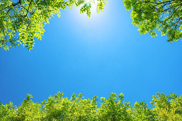 istock Beautiful sunlight through treetops with sunny blue sky in sping season 2221273723