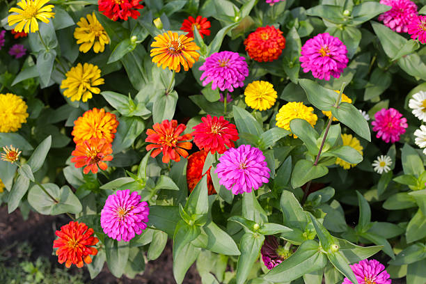 istock Colorful zinnias in full bloom 2221274376