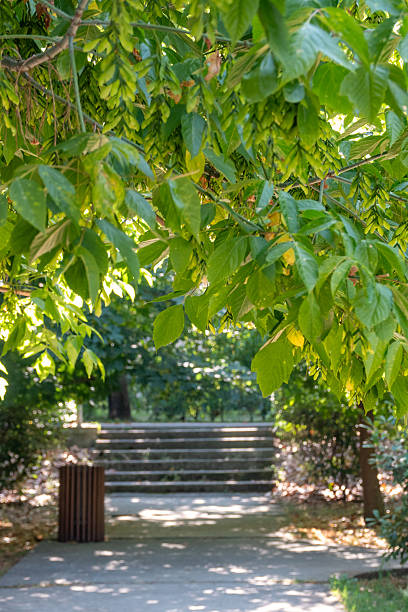 European Ash at Slobode Park in Kotor, Montenegro