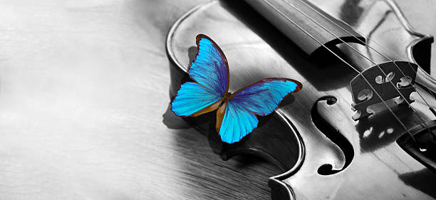 istock bright blue morpho butterfly sitting on the violin black and white. melody concept. copy space 2221275126