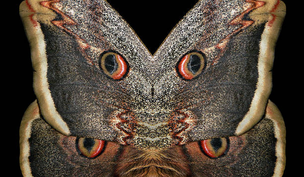 istock abstract butterfly wings pattern. great peacock moth. butterfly wings on black. Saturnia pyri.  butterfly wings texture 2221275481