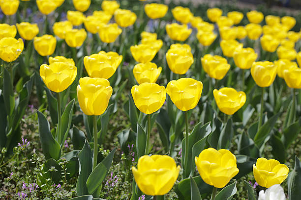 istock Field of blooming tulips under natural sunlight. 2221275557
