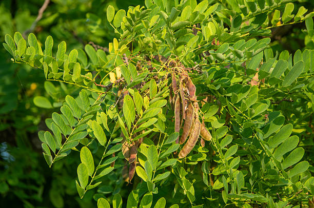 Akebia is a hardy vine that bears edible fruit with a sweet white flesh.