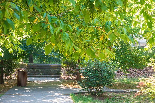 istock European Ash at Slobode Park in Kotor, Montenegro 2221275932