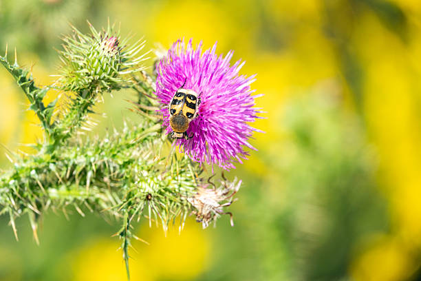 The Bee Beetle (Trichius fasciatus) is a striking member of the scarab beetle family (Scarabaeidae), often mistaken for a bumblebee due to its dense yellow-orange hairs and bold black bands on the elytra. This mimicry helps deter predators. It’s commonly found in Europe during summer, especially on thistles and other wildflowers where it feeds on pollen and nectar. The larvae typically develop in decaying wood, playing an important role in nutrient cycling. Despite their bumblebee disguise, bee beetles are harmless and contribute to pollination in their habitats.