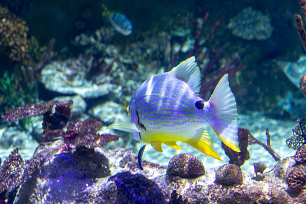 A blue and yellow fish swims in front of a rocky coral reef within an aquarium. The fish is centered and in sharp focus.