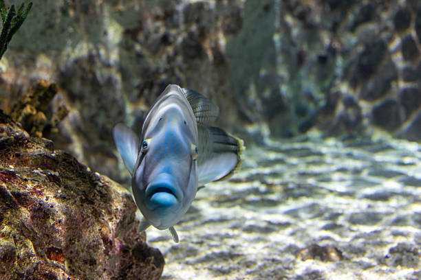 Close-up of a blue and grey fish in an aquarium, facing the camera. Rocks and blurred water are in the background.