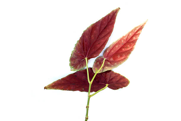 Begonia maculata leaves on white background.