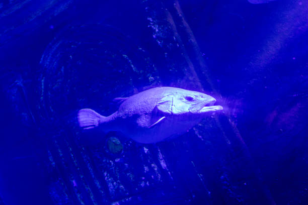 Fish swimming in dark blue water. The fish is centrally located, facing right. Dark background with some textured areas.