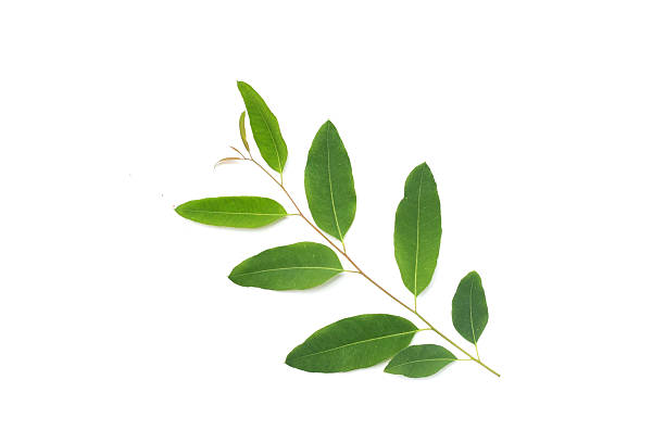 istock Eucalyptus leaves on white background. 2221277298