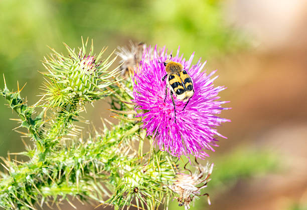 The Bee Beetle (Trichius fasciatus) is a striking member of the scarab beetle family (Scarabaeidae), often mistaken for a bumblebee due to its dense yellow-orange hairs and bold black bands on the elytra. This mimicry helps deter predators. It’s commonly found in Europe during summer, especially on thistles and other wildflowers where it feeds on pollen and nectar. The larvae typically develop in decaying wood, playing an important role in nutrient cycling. Despite their bumblebee disguise, bee beetles are harmless and contribute to pollination in their habitats.