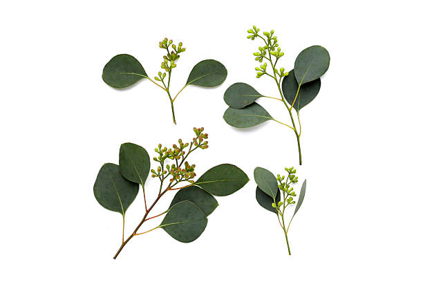 istock Eucalyptus leaves on white background. Green leaf branches. 2221278334