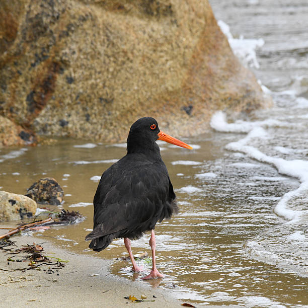 istock Black phase Variable oystercatcher (Haematopus unicolor) standing on guard along the shoreline 2221279219