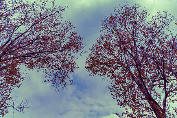 Trees with leaves on a cloudy day