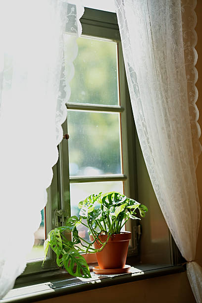 istock Monstera (lat. Monstera) in a pot on a cozy window sill. 2221282367