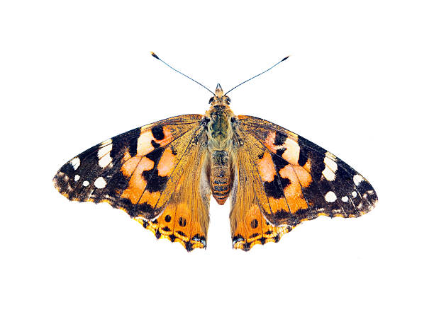 istock painted lady butterfly isolated on white 2221282587