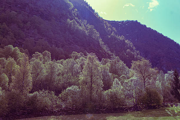 Skjolden - Norway - May 16 - 2023 - Trees