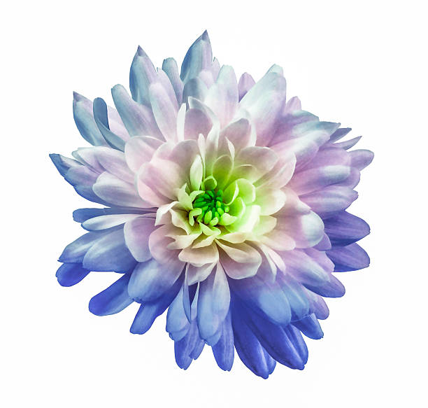 istock Chrysanthemum. Flower on  isolated  white background. Close-up. For design. Nature. 2221283591