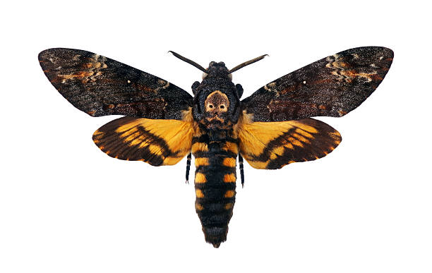 istock Death's-head Hawkmoth isolated on a white. Acherontia atropos. Large rare moth. 2221283826